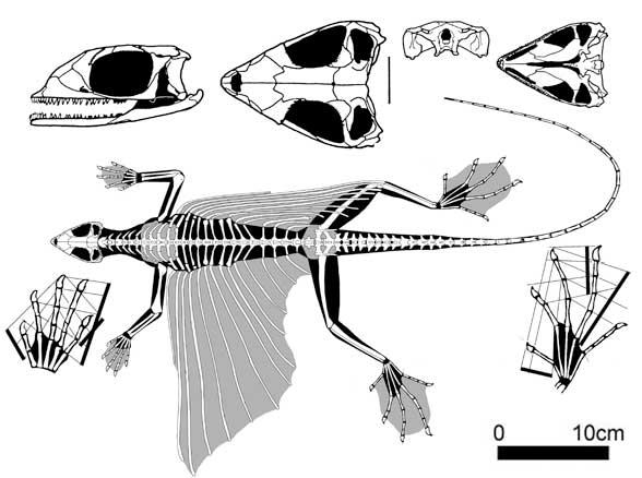 kuehneosaurus588