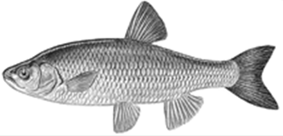 l cephalus