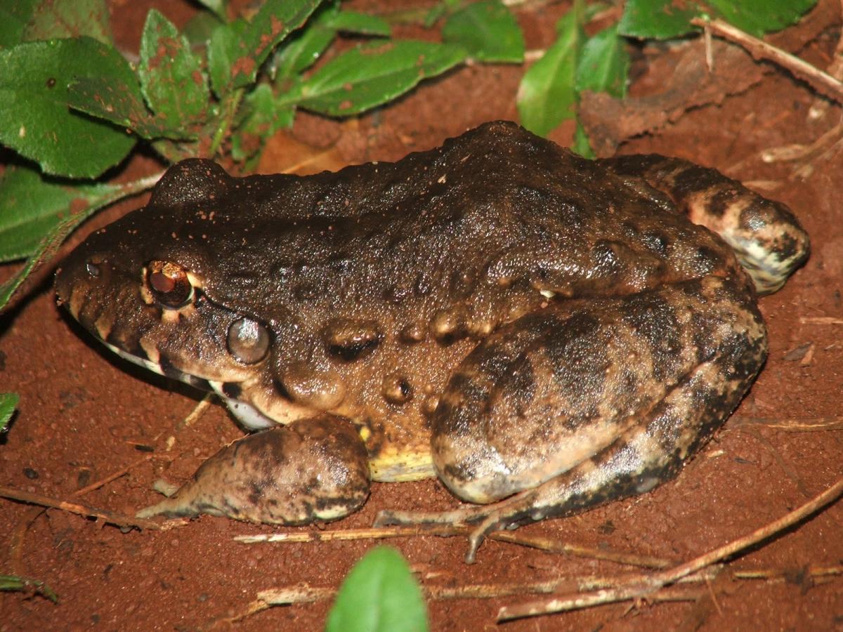 labryrinthicus