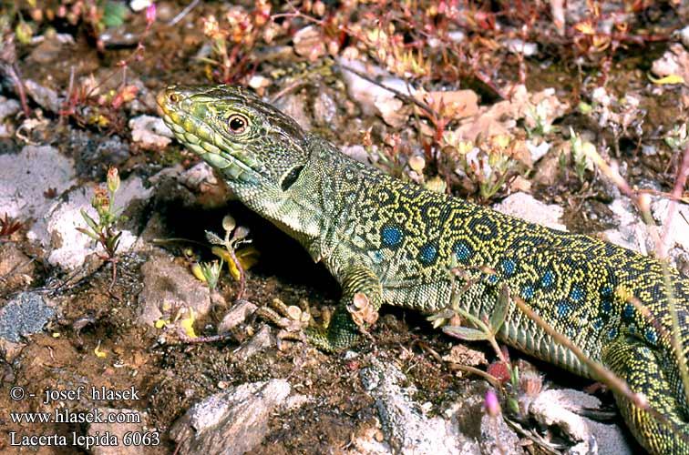 lacerta lepida 6063