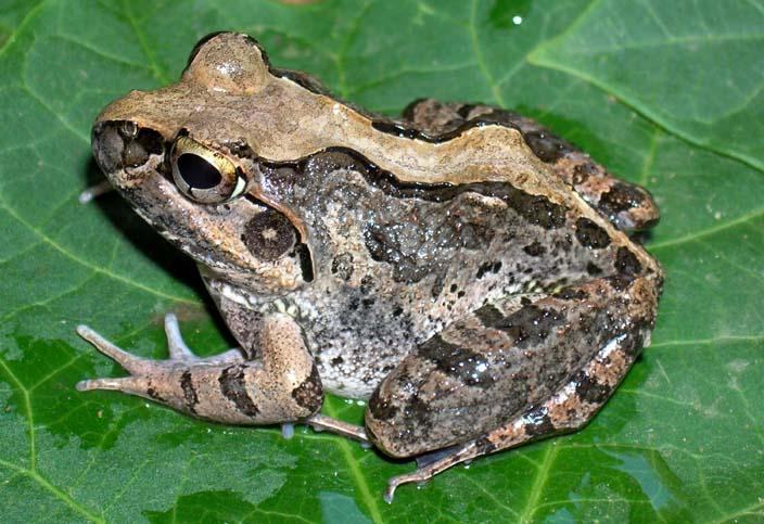 laliostoma