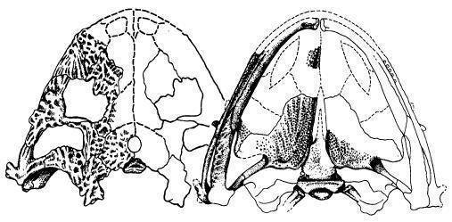Рис. 8. Череп Lanthaniscus watsoni має широкий і різко сплощений череп, довжиною близько 19 см (рис.). Дах черепа вкритий дрібнокомірчастою скульптурою, у щічній області ускладненою поздовжніми гребенями. Щічна область виступає назад від рівня по