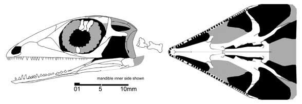 lanthanolania588
