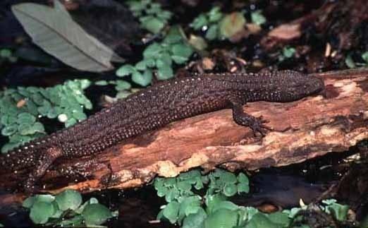 lanthanotus boreneensis