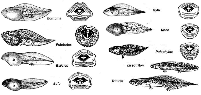 larvas
