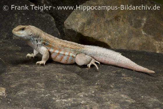 leiocephalus schreibersii