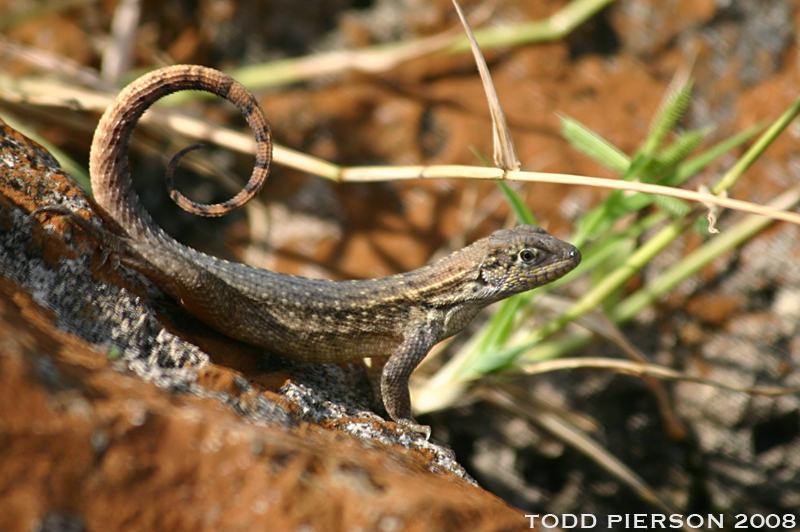 leiocephalus carinatus