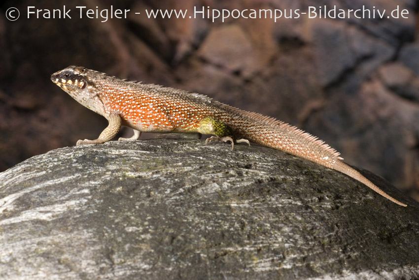 leiocephalus personatus