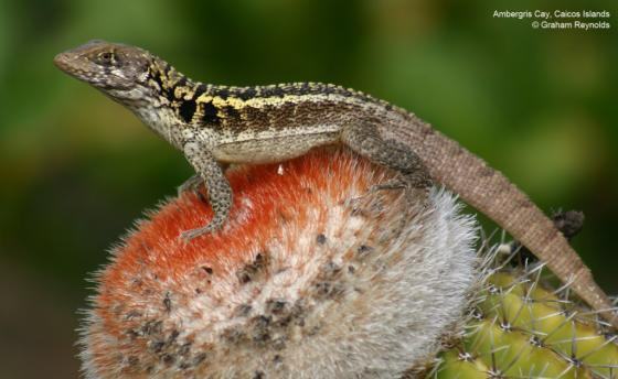 leiocephalus psammodromus