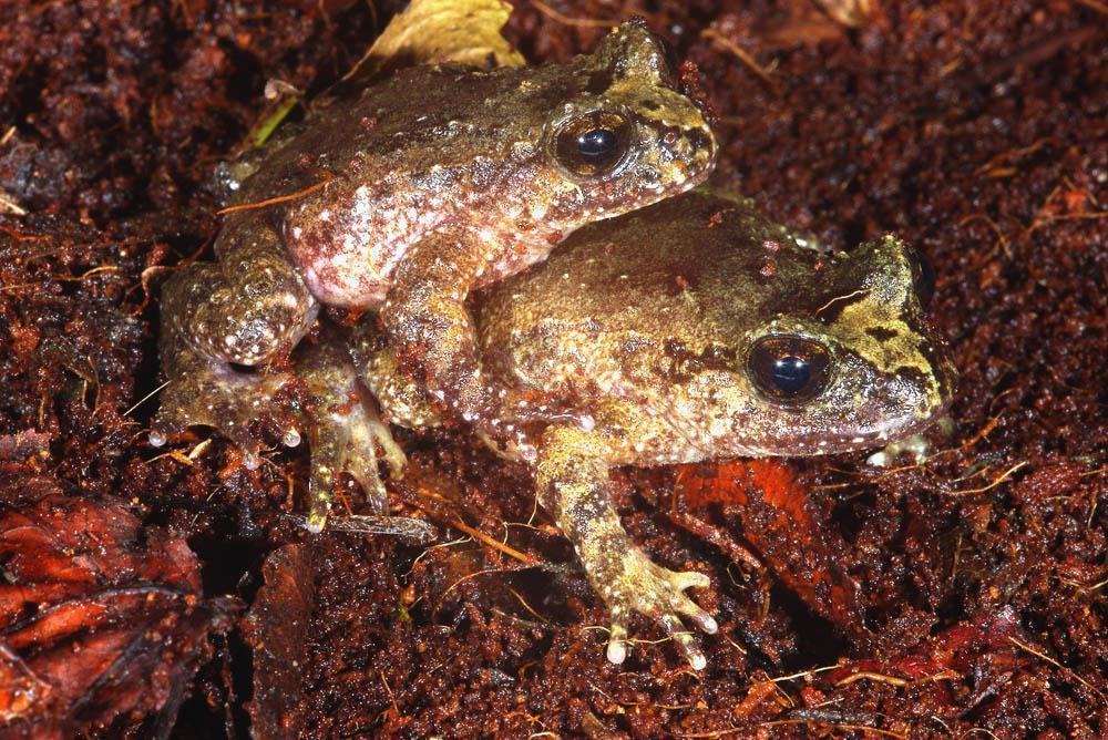 leiopelma hochstetteri