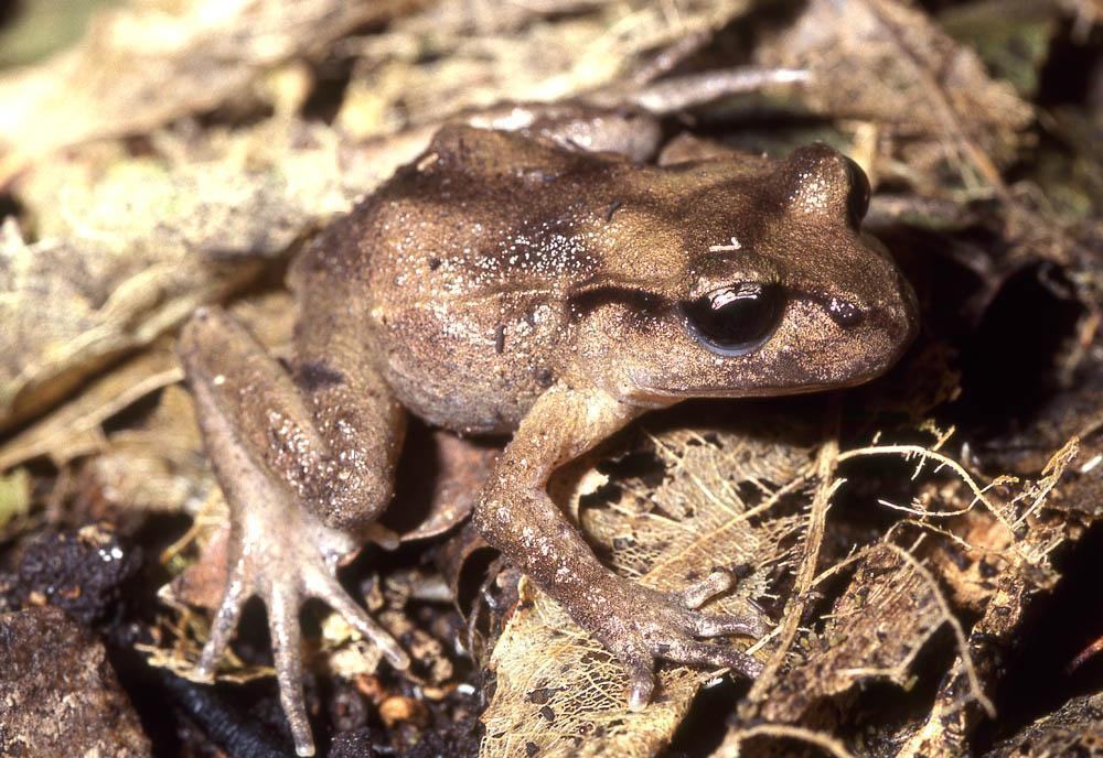 leiopelma pakeka maud island frog 2