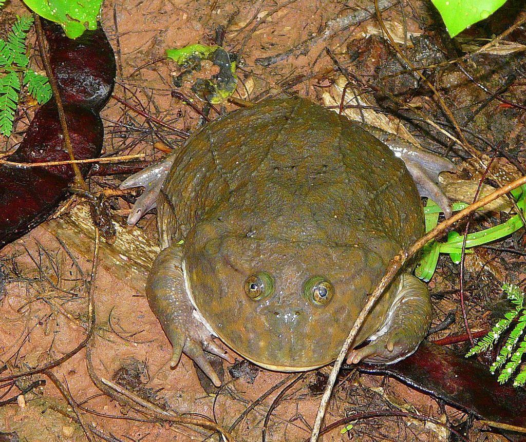 lepidobatrachus laevis