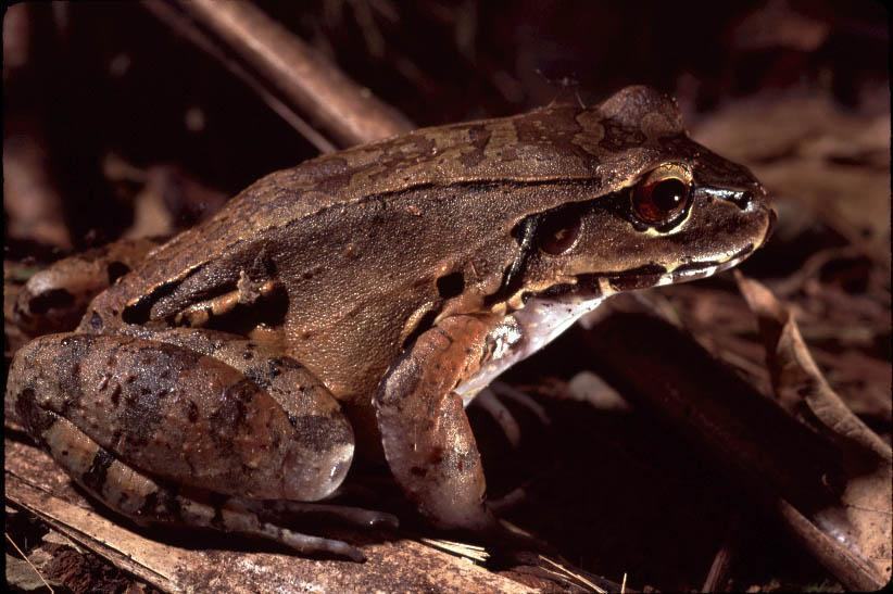 leptodactylus pentadactylus side low