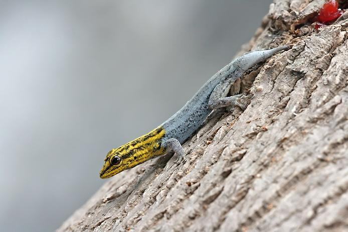 ligodaktilyus zheltogolovyylygodactylus luteopicturatus 2