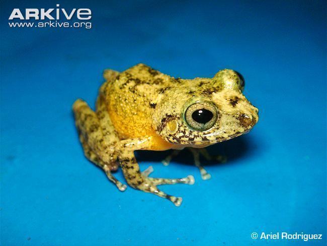 lily robber frog