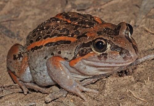 limnodynastes salmini