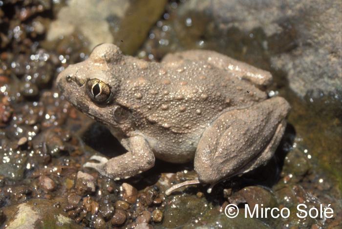 limnomedusa macroglossa