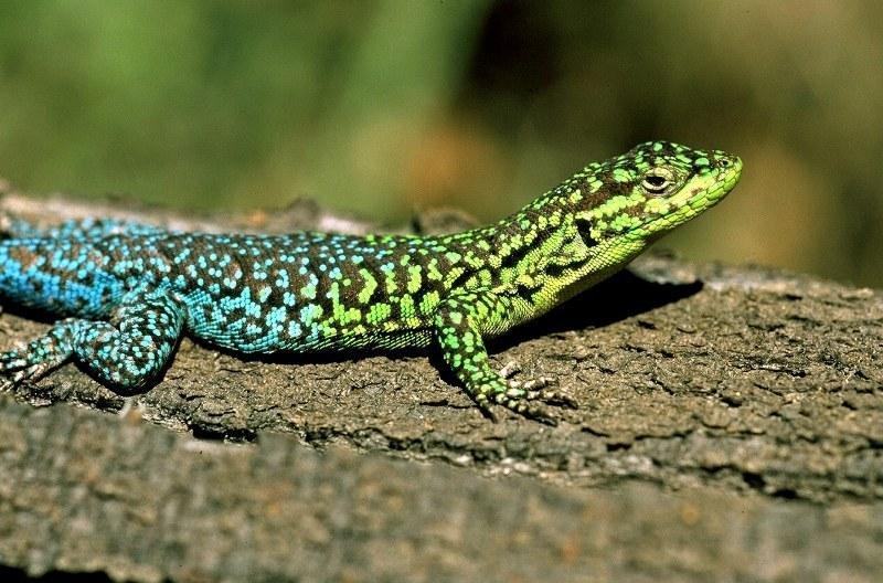 Рис. 2: Phymaturus verdugo