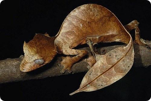 madagaskarskiy ploskohvostyy gekkon1 lat. uroplatus fimbriatus