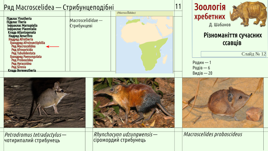 mammal systematics12