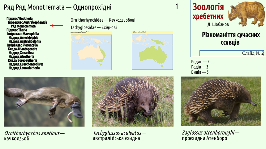 mammal systematics 02