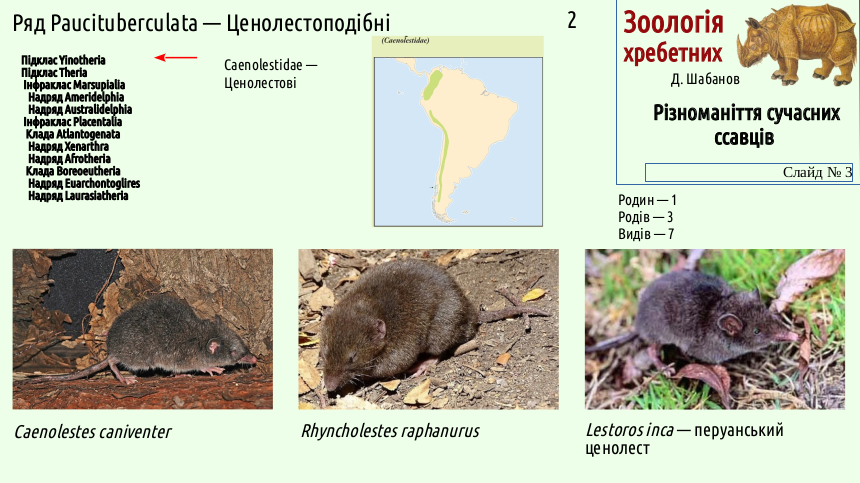 mammal systematics 03