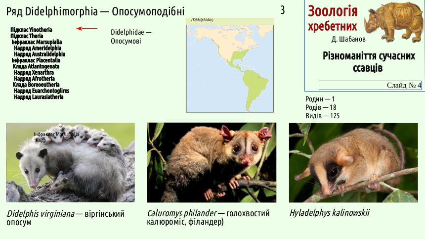 mammal systematics 04