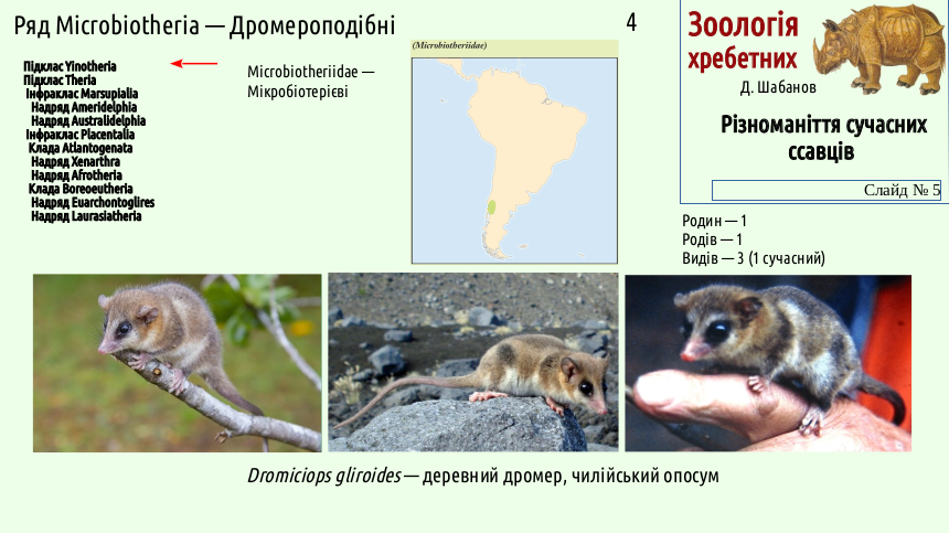 mammal systematics 05