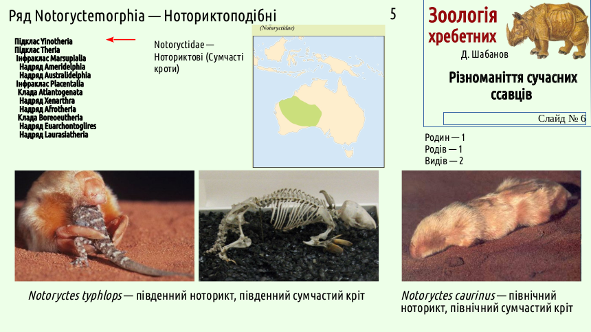 mammal systematics 06