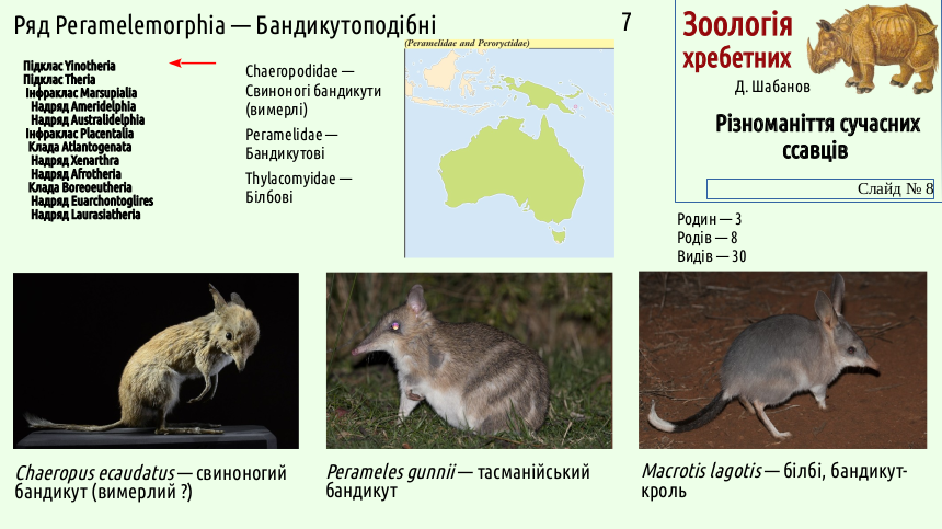 mammal systematics 08