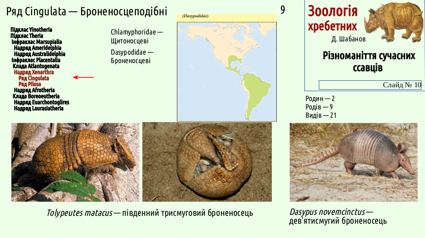 mammal systematics 10