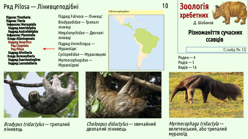 mammal systematics 11