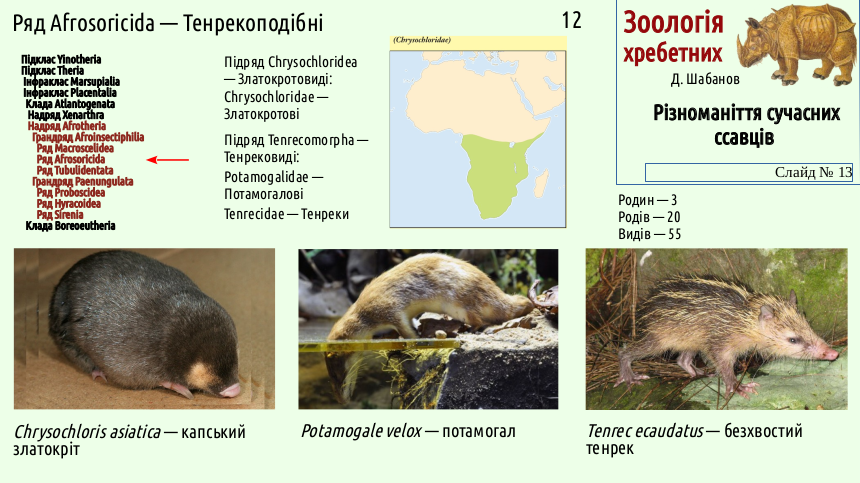 mammal systematics 13