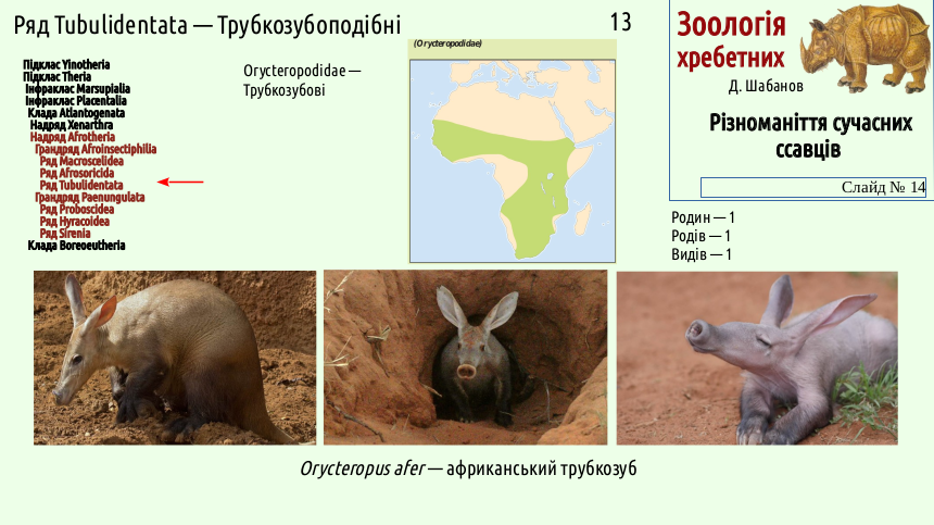 mammal systematics 14