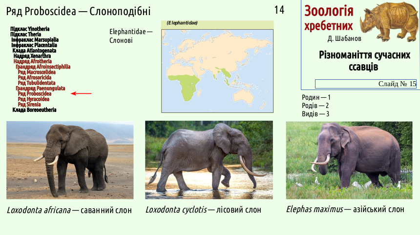 mammal systematics 15