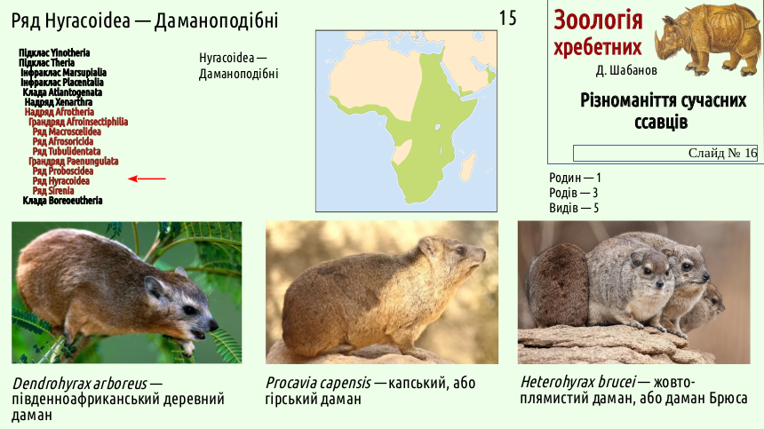 mammal systematics 16