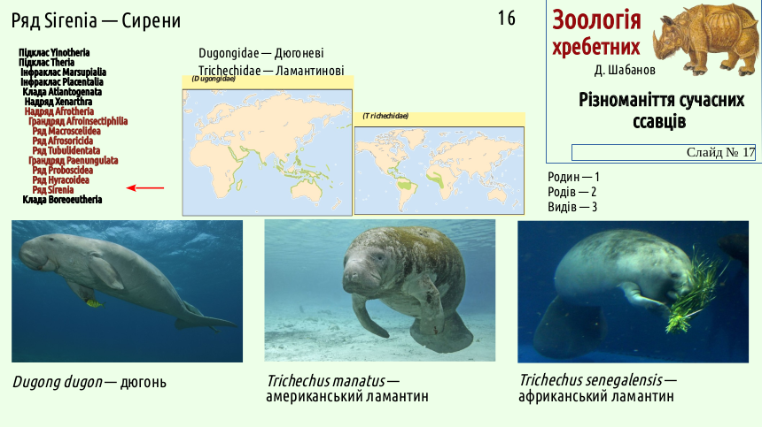 mammal systematics 17