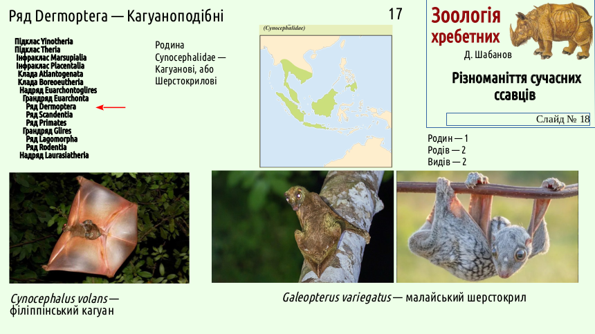 mammal systematics 18
