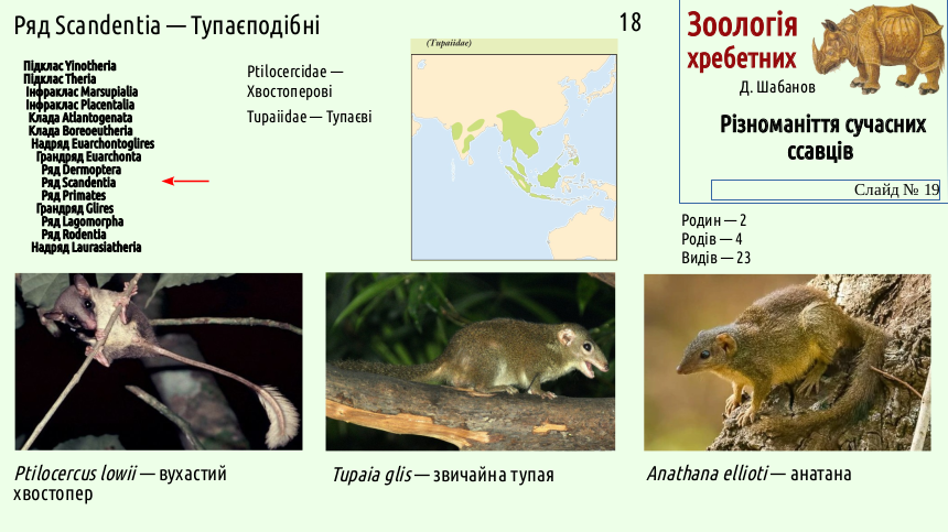 mammal systematics 19