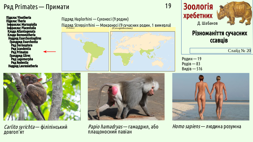 mammal systematics 20