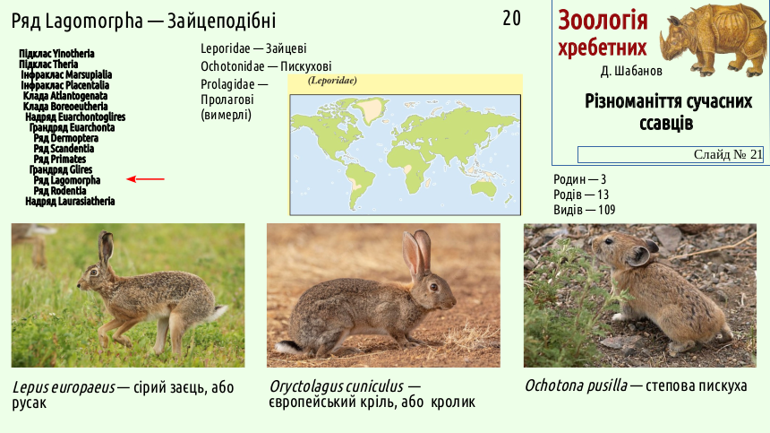 mammal systematics 21
