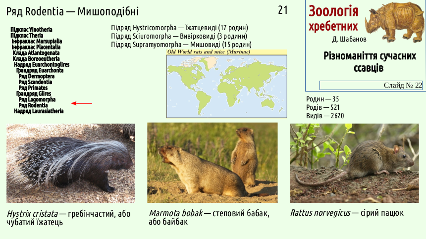 mammal systematics 22