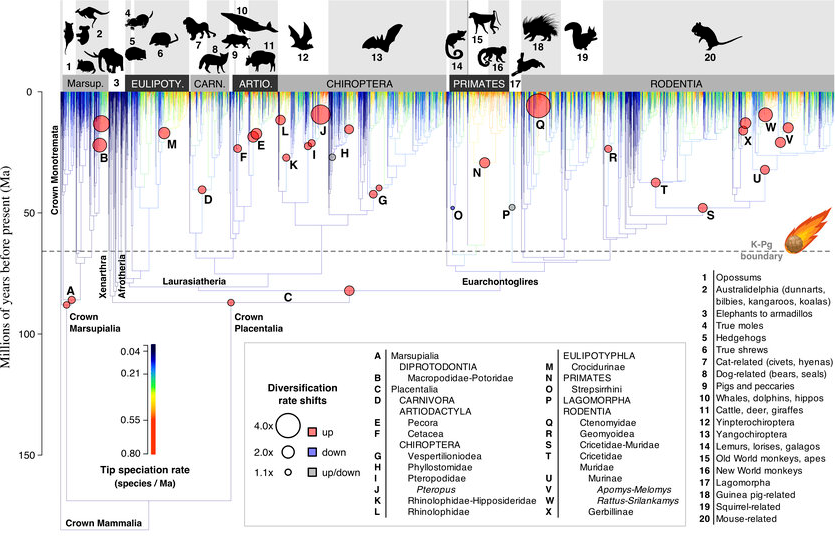 mammalphylogeny 1