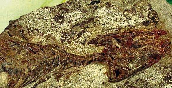 megachirella