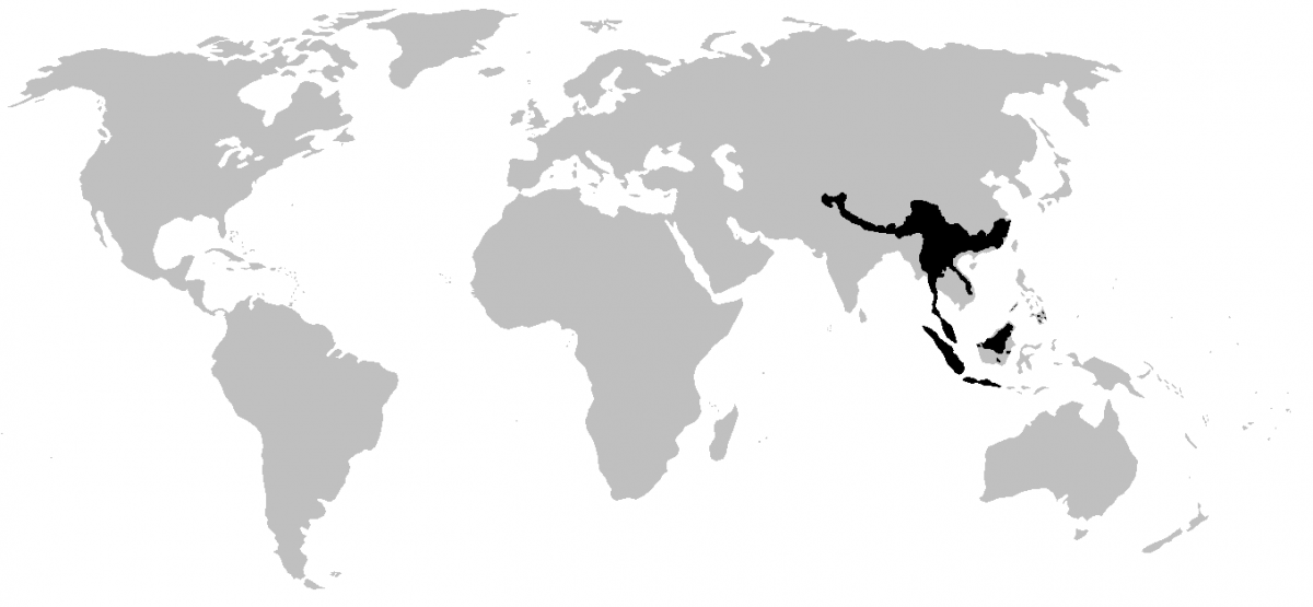 megophryidae range