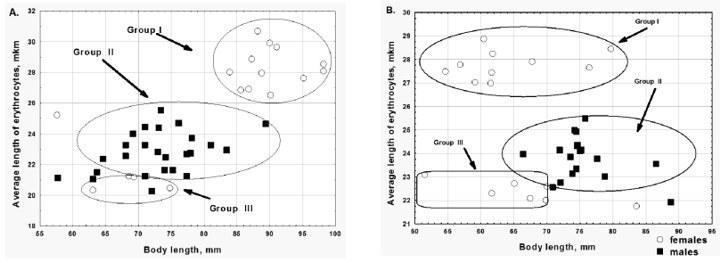 Fig. 1. The length of erythrocytes dependence on body length for green frogs from pond in the village Zhovtneve. A – sample 2012; B – sample 2013 The second interesting feature of the ZhpHPS was a significant difference in the size of red blood c