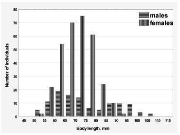 Fig. 2. Distribution of body size of green frogs from the samplings 2012-2013 years In addition, we examined the size distribution in the all frogs HPS. The pattern of distribution was found to be similar for all the studied HPS, so all studied s