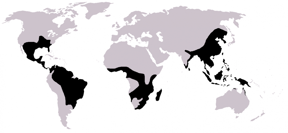microhylidae map 1