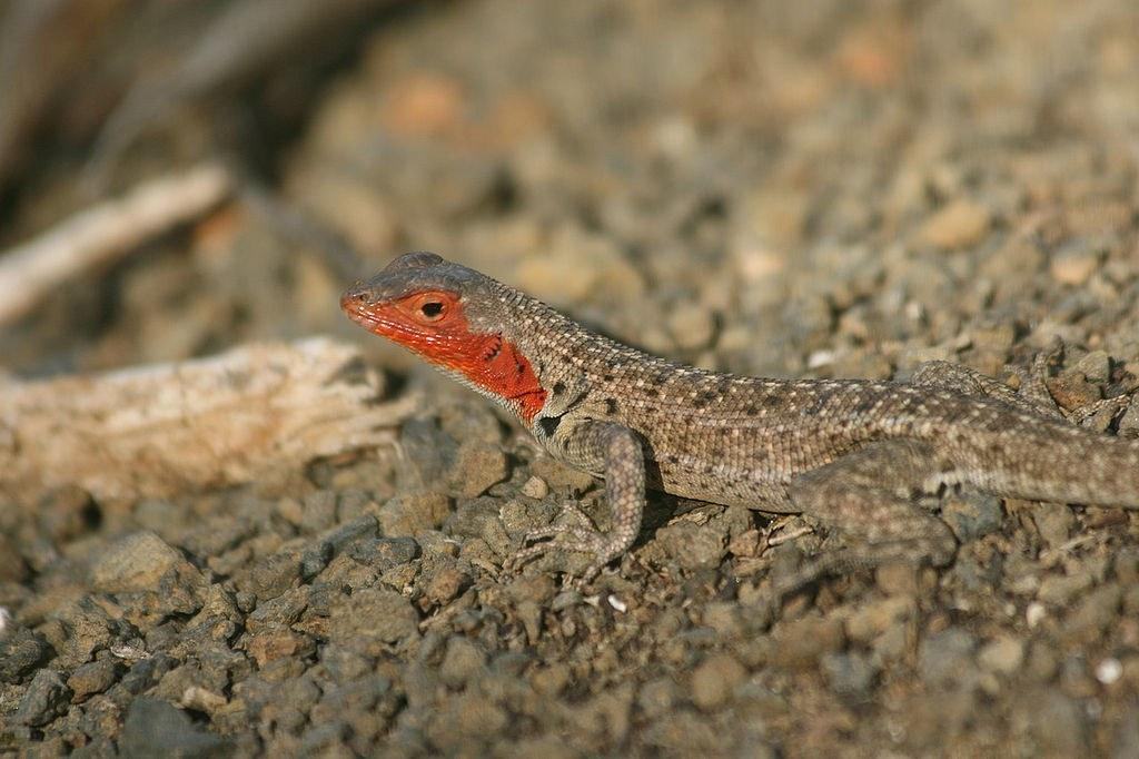 microlophus grayii