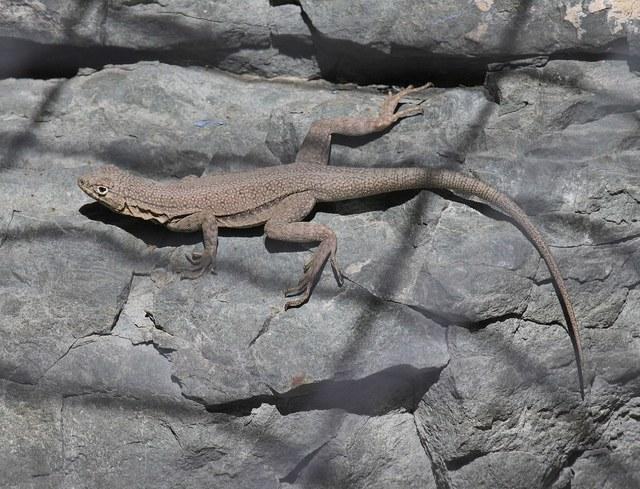 microlophus theresioides